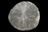 Pyrite Sun - Sparta, Illinois #154090-1